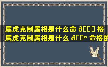 属虎克制属相是什么命 🐝 格（属虎克制属相是什么 🐺 命格的人）